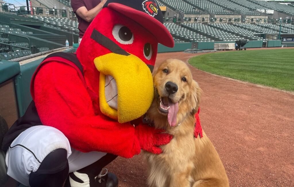 Nacionales de Washington tiene un nuevo recoge bates: un simpático Golden Retriever llamado Bruce 2 Bruce