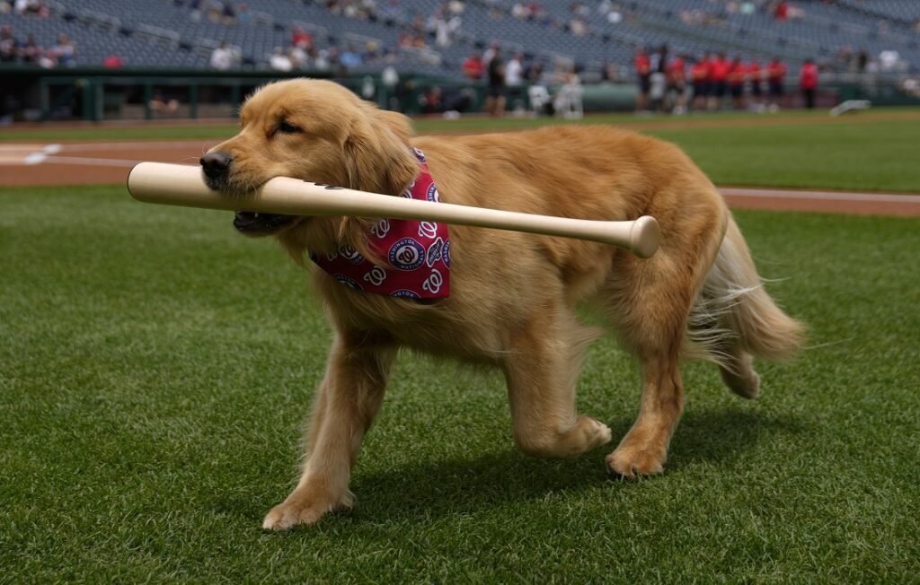 Nacionales de Washington tiene un nuevo recoge bates: un simpático Golden Retriever llamado Bruce 1 Bruce