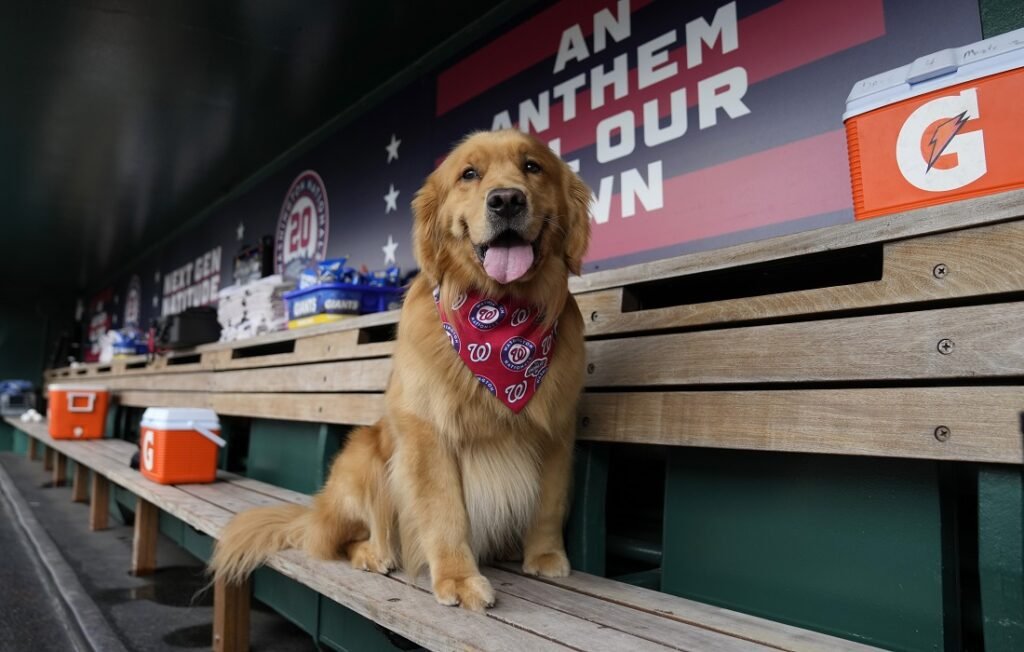 Nacionales de Washington tiene un nuevo recoge bates: un simpático Golden Retriever llamado Bruce 10 Bruce
